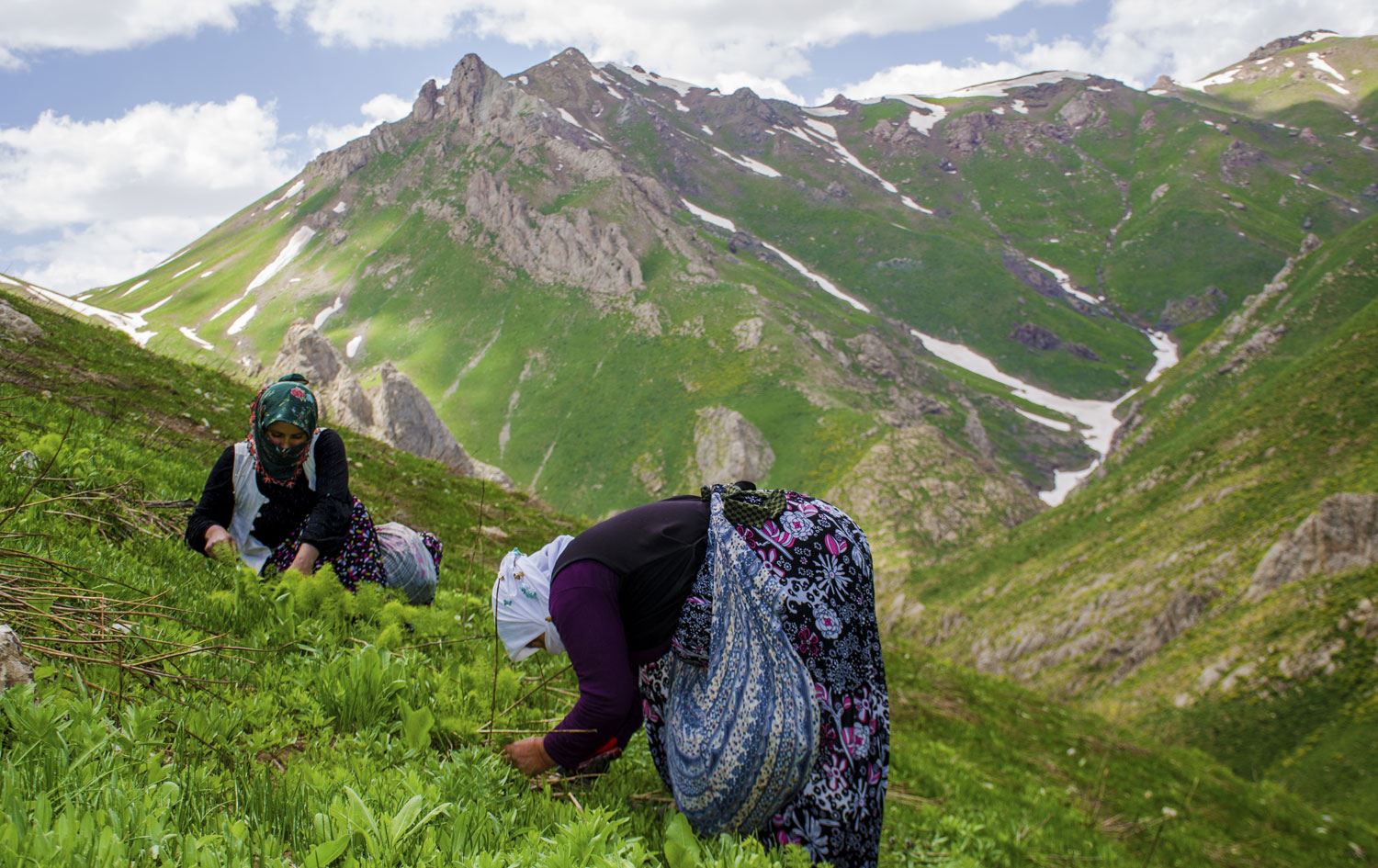Siyabo otu toplamak için 2 bin 625 rakımlı Feraşin Yaylası'na çıkıyorlar