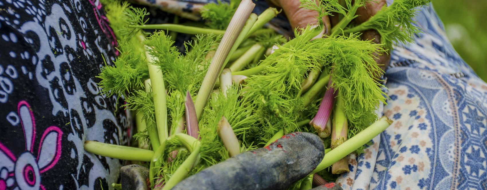 FOTO - 2 bin 625 rakımlı Feraşin Yaylası’nda ot topluyorlar