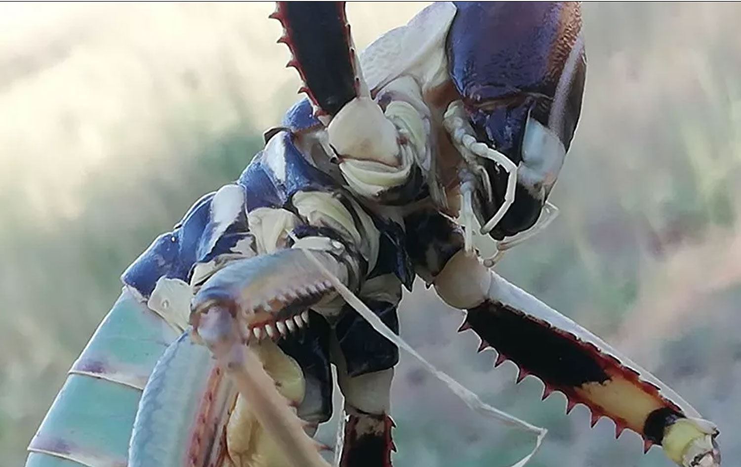 Batman'da 20 santimetrelik etçil çekirge görüldü