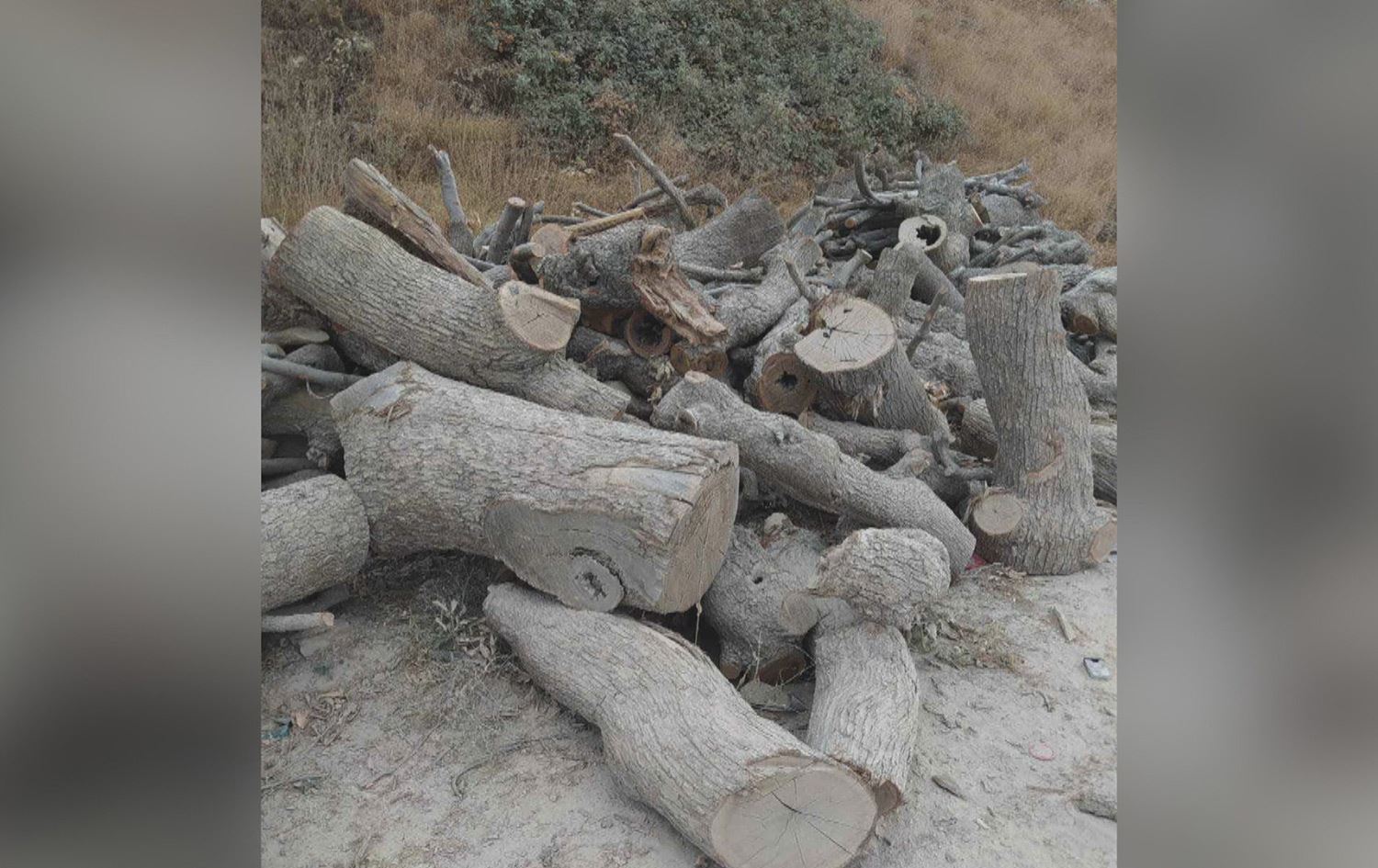 موختاری گوندێکی زاخۆ: سێ ساڵە داری چیا و ناوچە سنوورییەکان دەبڕدرێنەوە