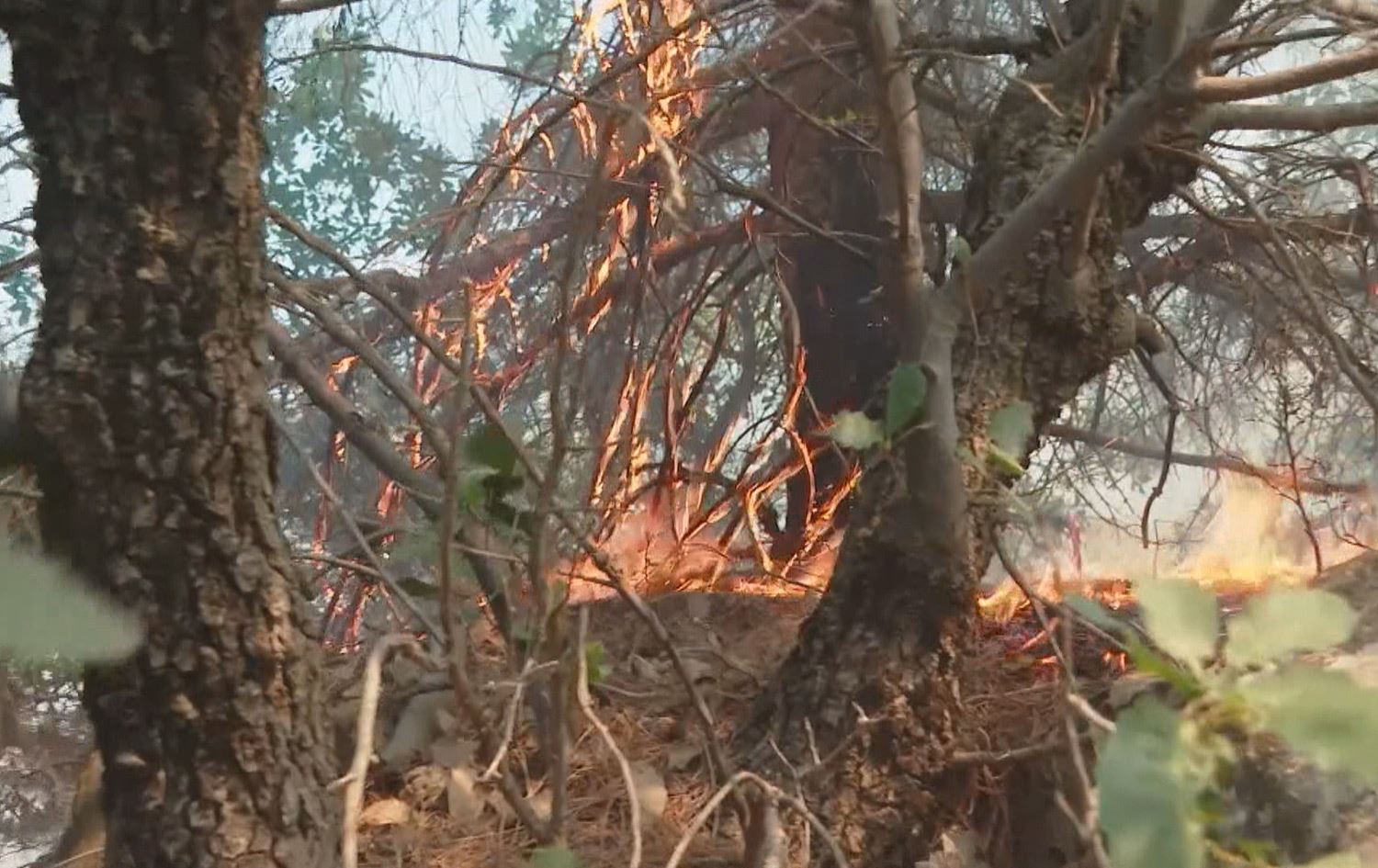 چوار رۆژە ئاگر لە دەوروبەری چوار گوندی زاوێتە کەوتووەتەوە