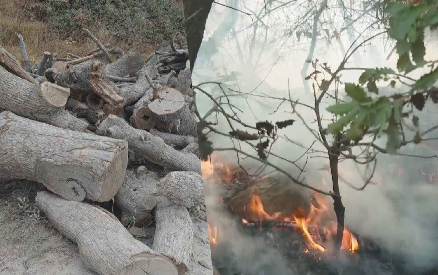 Hikûmeta Kurdistanê bo Tirkiyê: Birîna daran nayê qebûlkirin