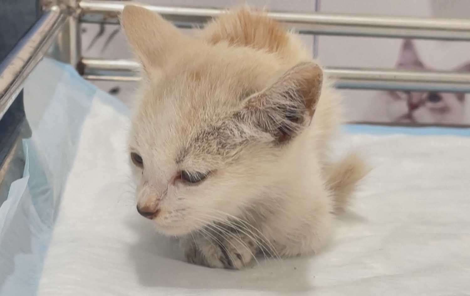 شەڕی 11 رۆژەی حەماس و ئیسرائیل زیانی دەروونی بە ئاژەڵە ماڵییەکان گەیاندووە