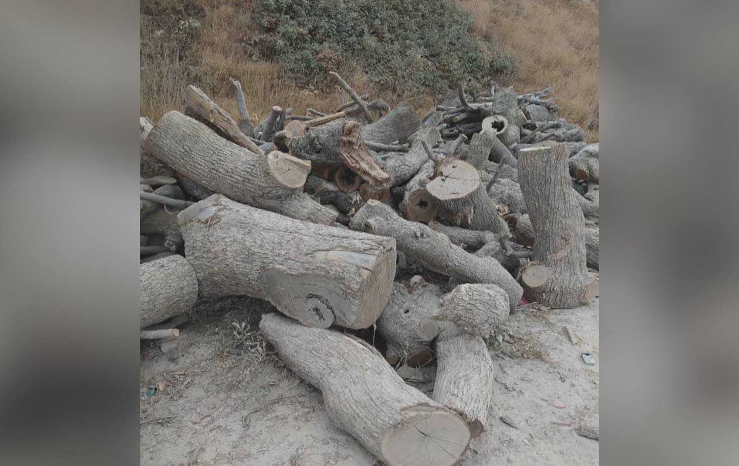 Hewlêr û Bexdayê bang li Tirkiyê kirin: Dawî li birîna daran bîne