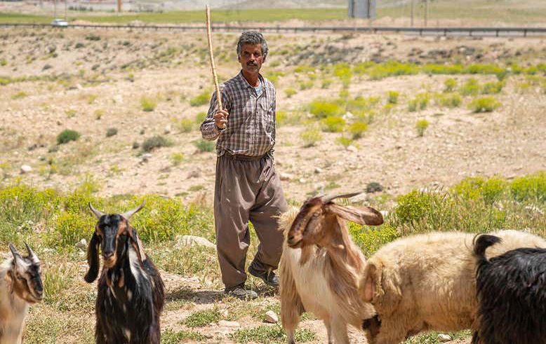 گۆڤارێکی زانستی: 10 هەزار ساڵ لەمەوبەر لە زاگرۆس بزن بەخێوکراوە