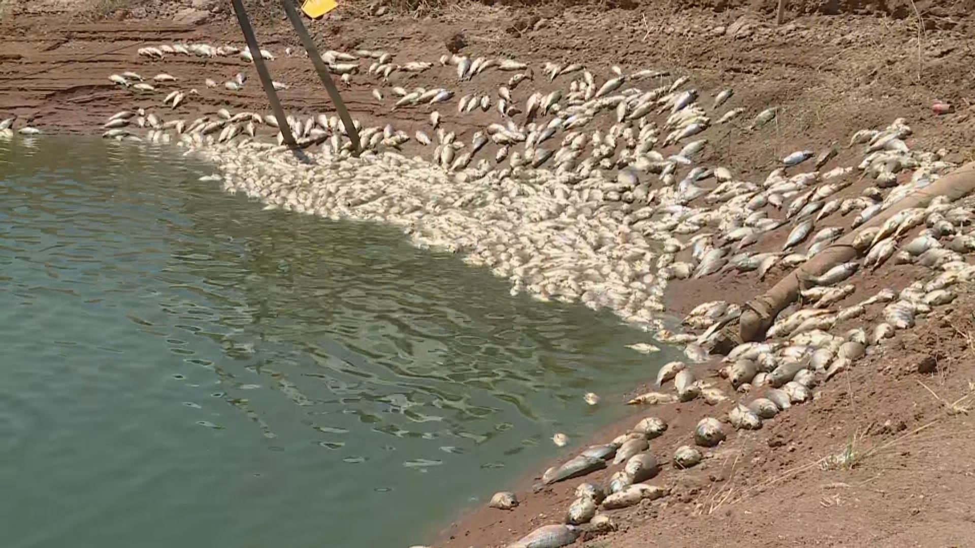 بەهۆی 'ژەهراویکردنی' پرۆژەیەکی بەخێوکردنی ماسی 25 هەزار ماسی مردار دەبن