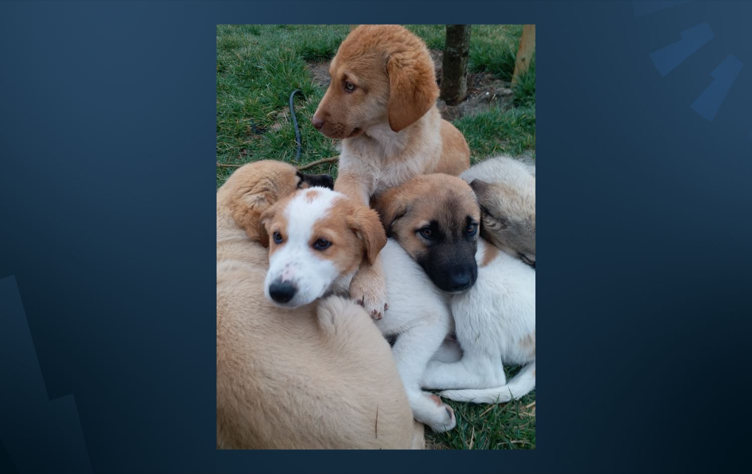 ABD'de 100'den fazla ülkeden köpek ithali yasaklandı