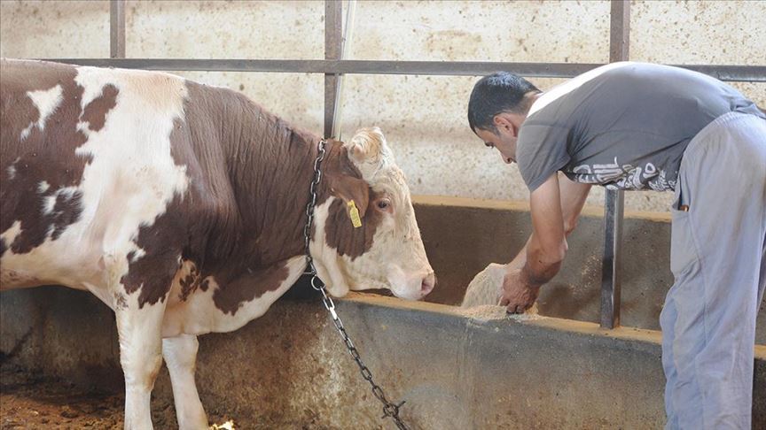 Li Tirkiyê û Bakurê Kurdistanê bandora bihabûna nirxê êm