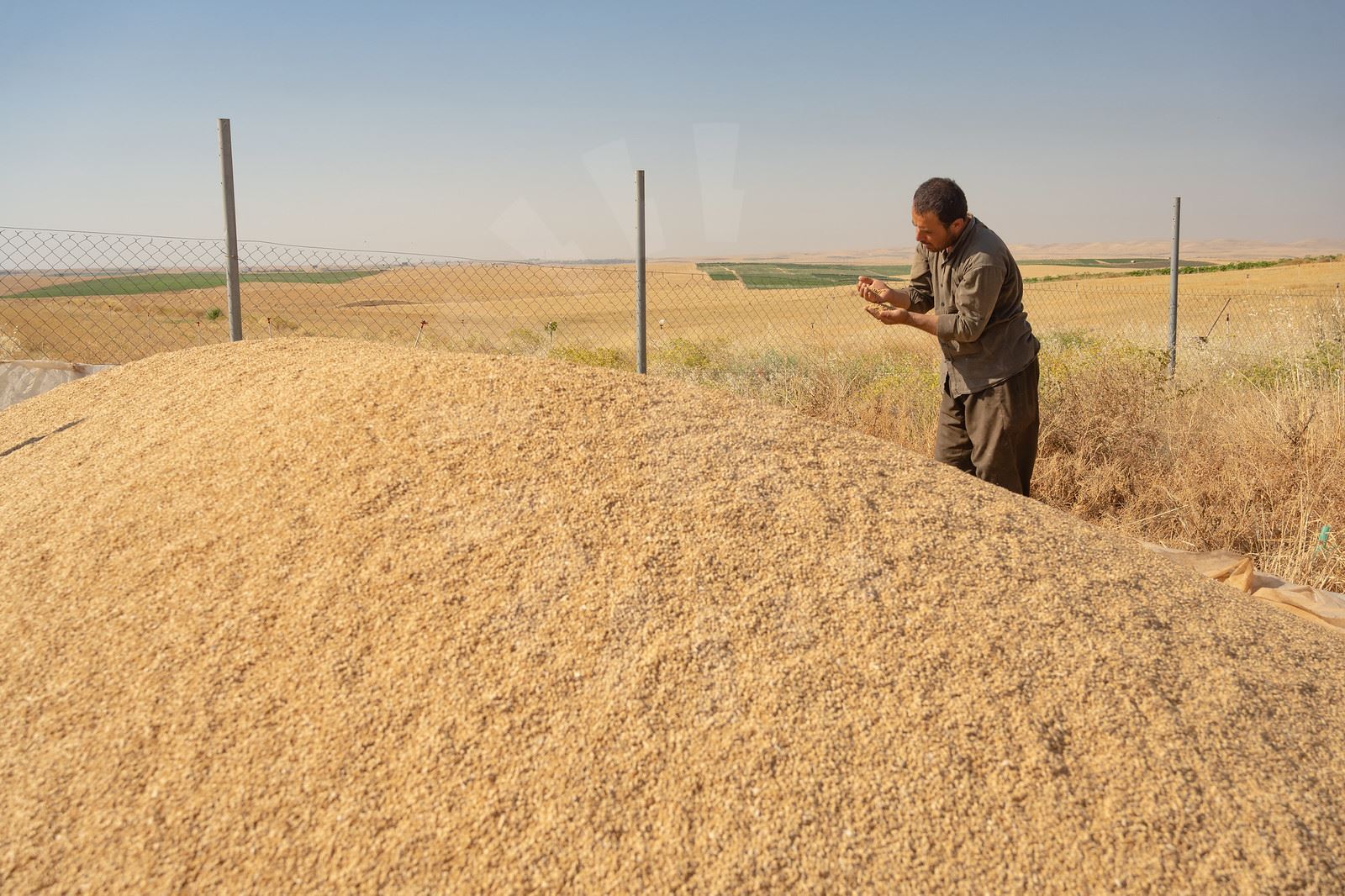 Hikûmeta Iraqê kirîna genim ji cotkarên Kurdistanê destpê dike