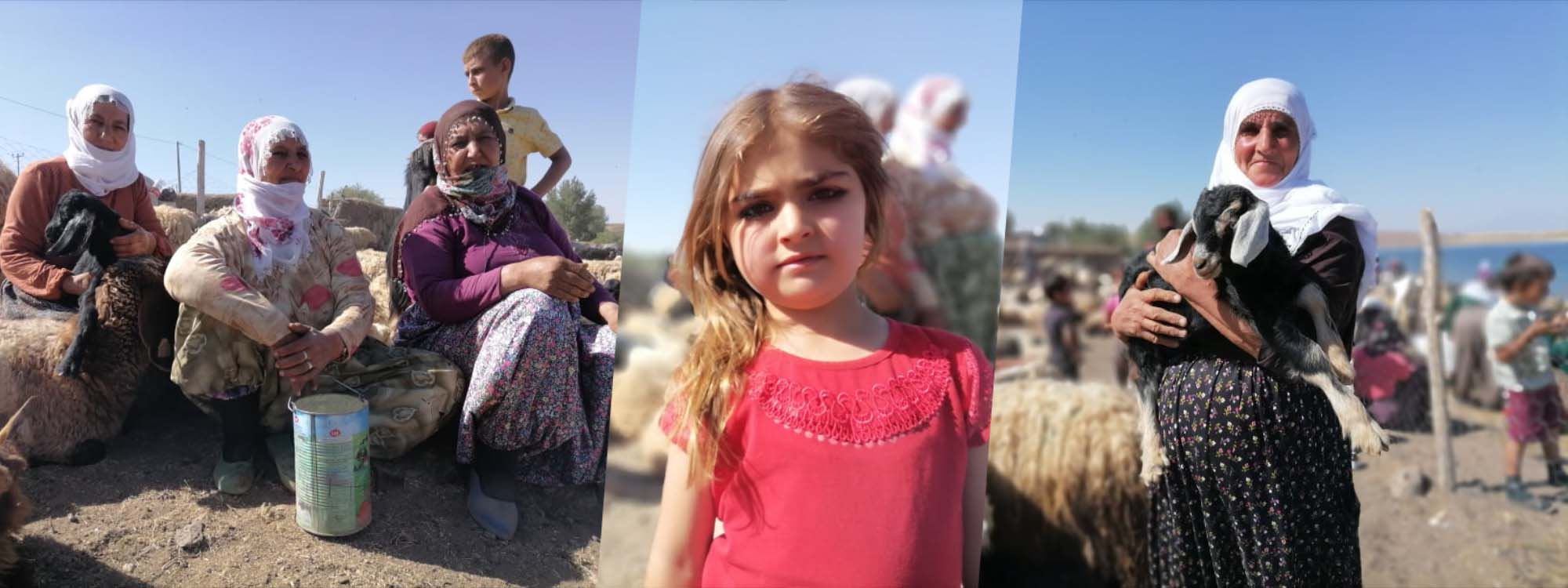 FOTO – Tatvan’da berivanların zorlu yaşamı