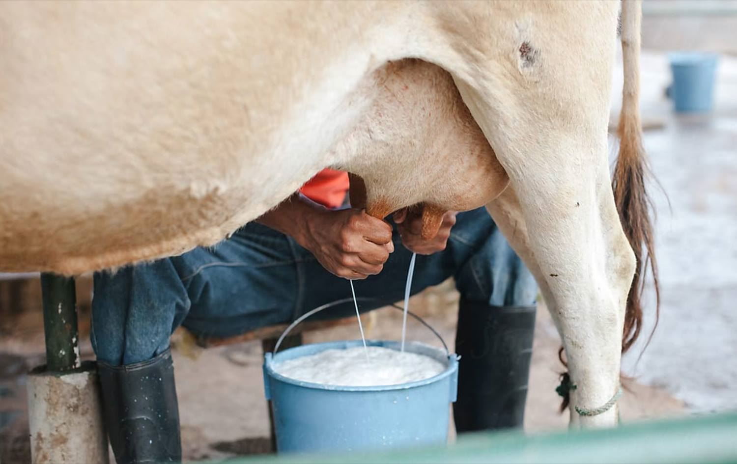 بەهۆی گرانبوونی نرخی شیر، نرخی شیرەمەنییەکان لە ئێران 70% بەرزدەبێتەوە