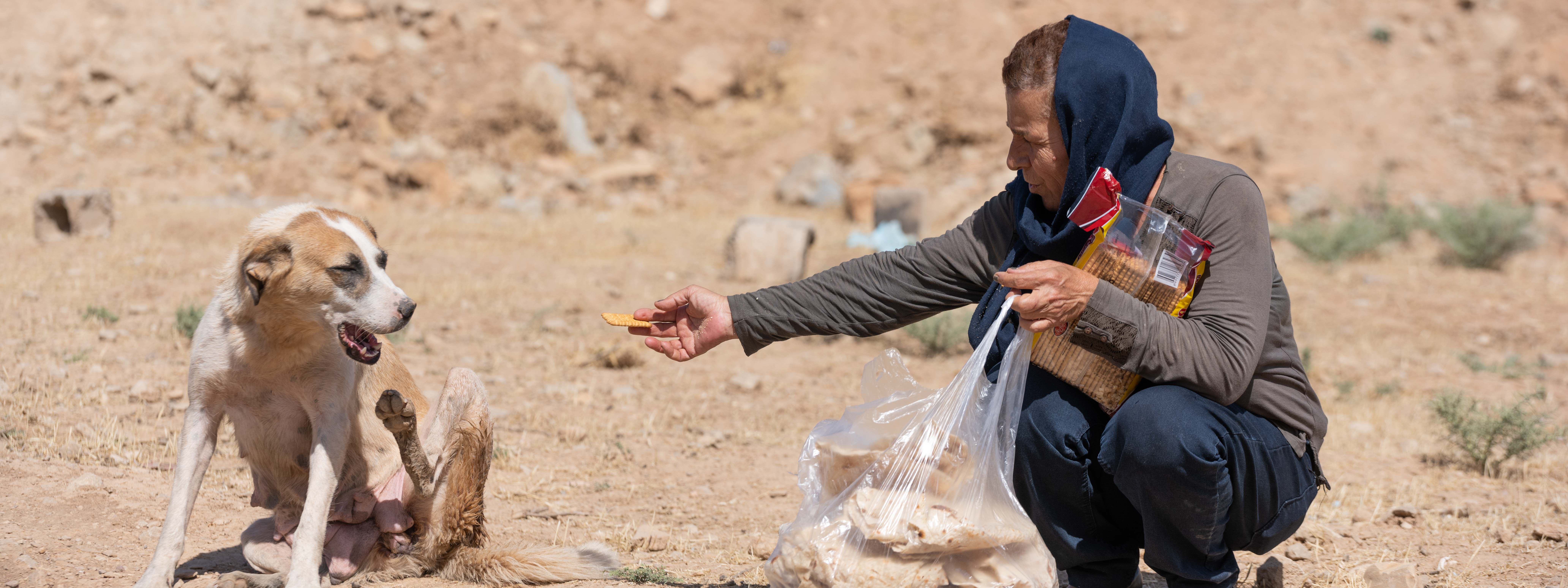 Koya’s stray dogs have a guardian angel
