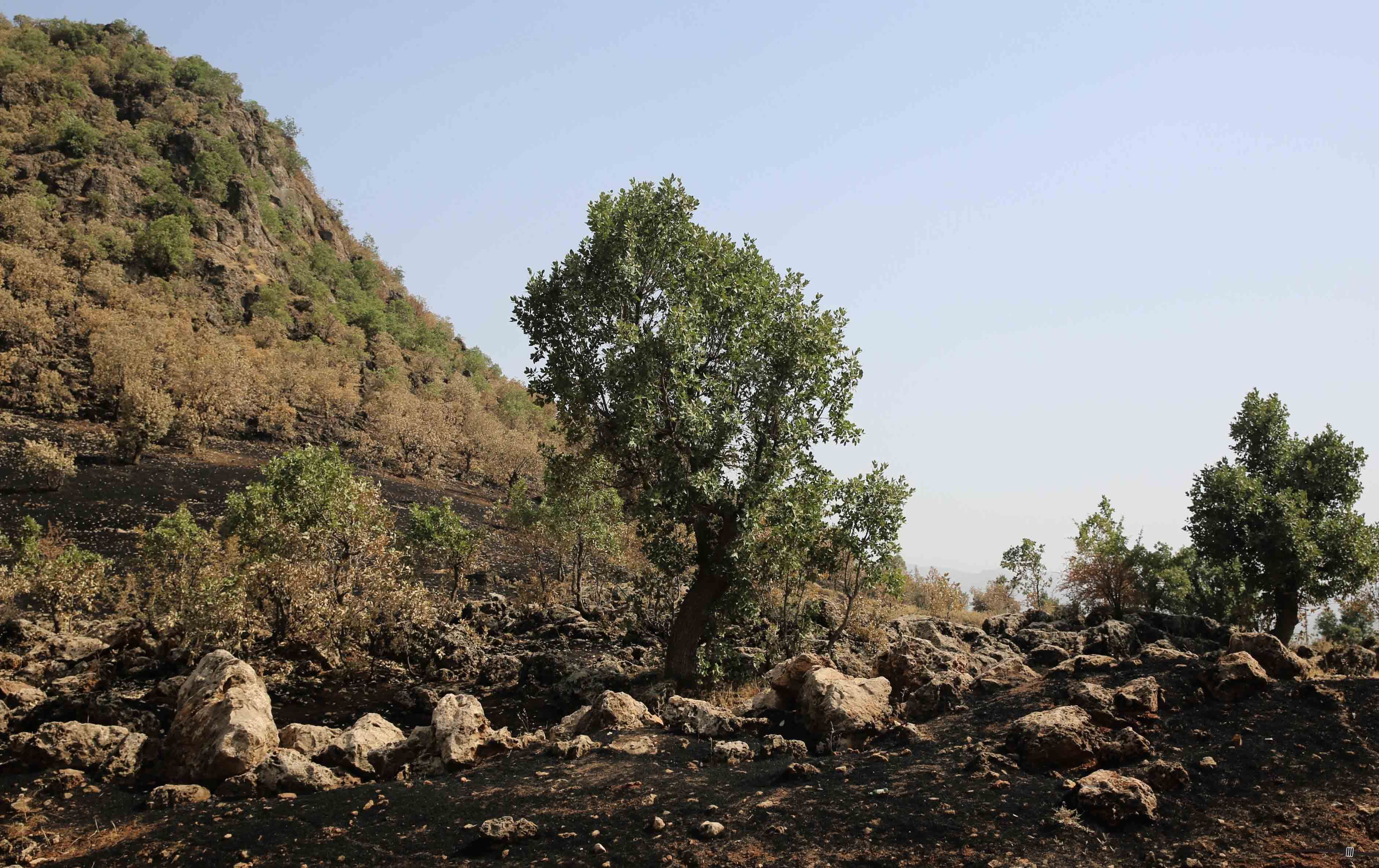 CPT: سەربازی تورکیا ئاگر لە رەز و باخەکانی بەرواری باڵا بەردەدەن