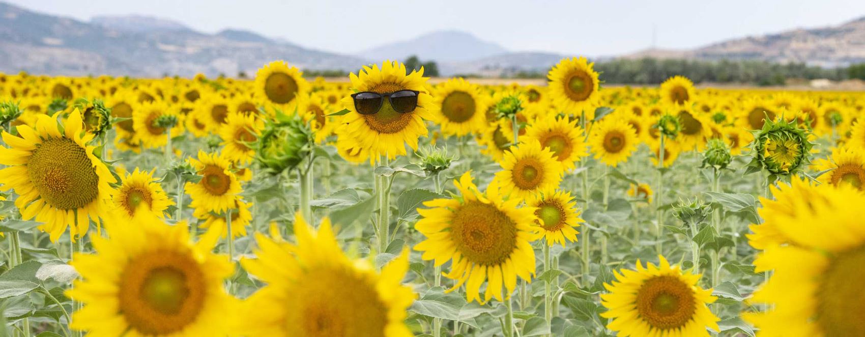 FOTO - Dersim'de ayçiçeği tarlaları doğal fotoğraf stüdyosu haline geldi