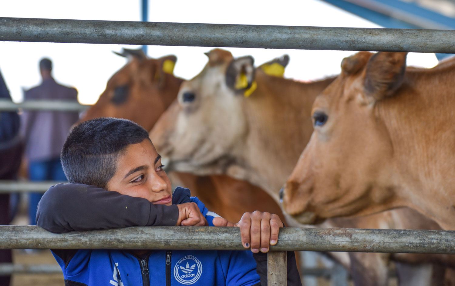 1 ton ve üzerindeki hayvanlar ikinci el otomobil fiyatına satışa çıkarıldı