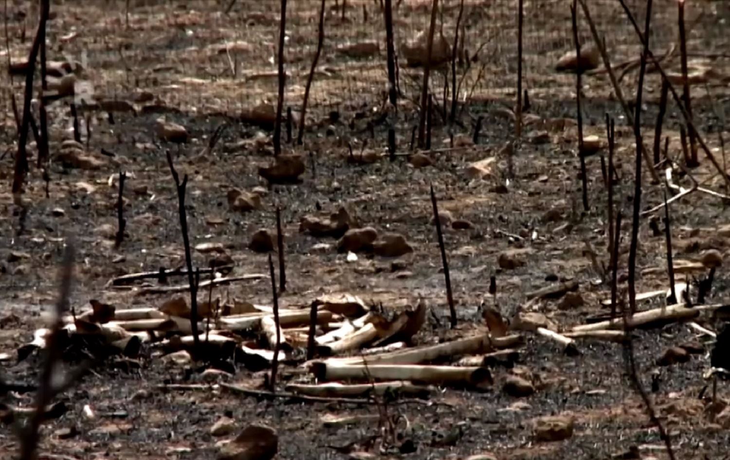 Şingal - Di 2 salan de 12 gorên bikom şewitîn