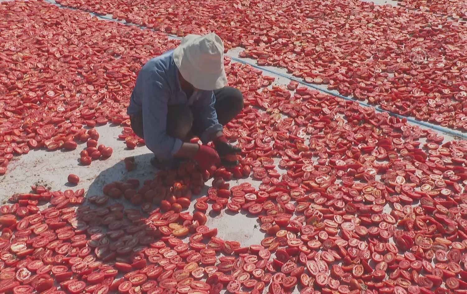 Li Tirkiyê bacanên sor ên hişkkirî bo 60 welatan têne hinardekirin