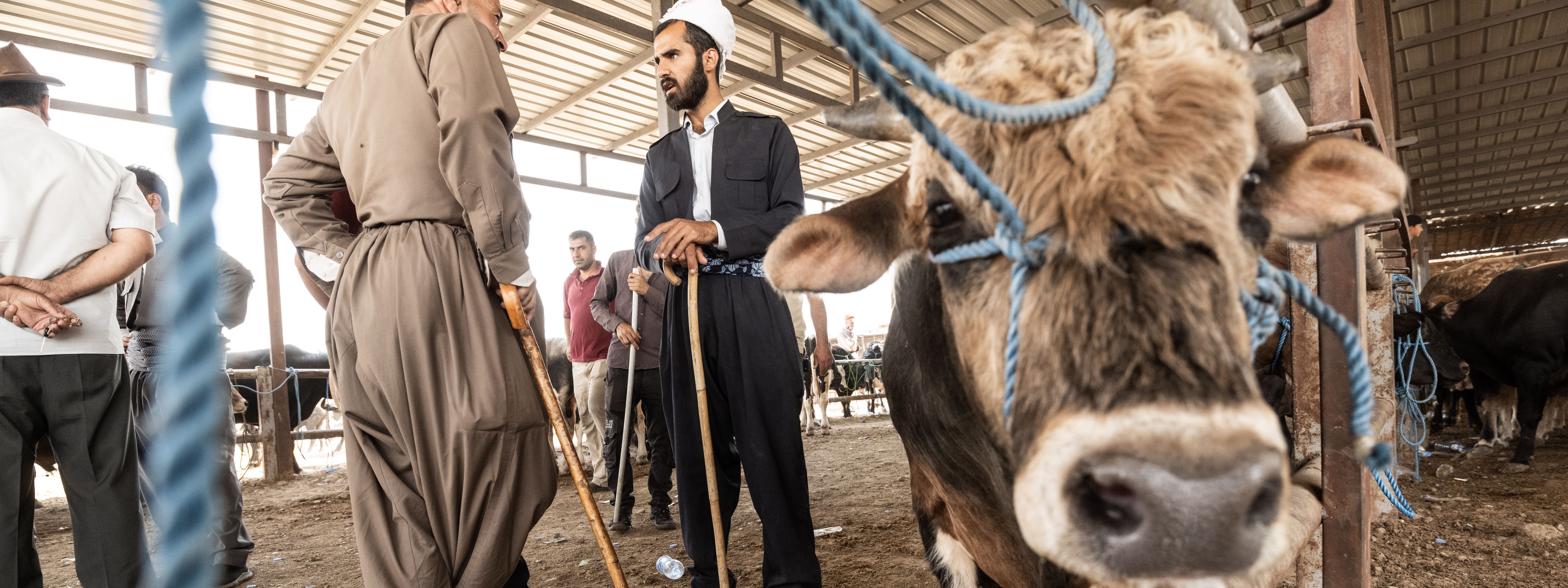 WÊNE - Meydana ajelfiroşiyê ya Hewlêrê berî Cejna Qurbanê