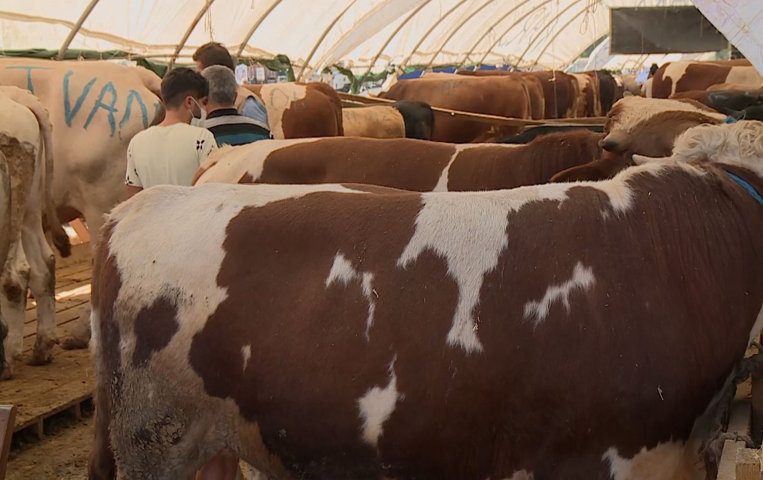 Bazara kirîn û firotina qurbaniyan li Tirkiyê germ