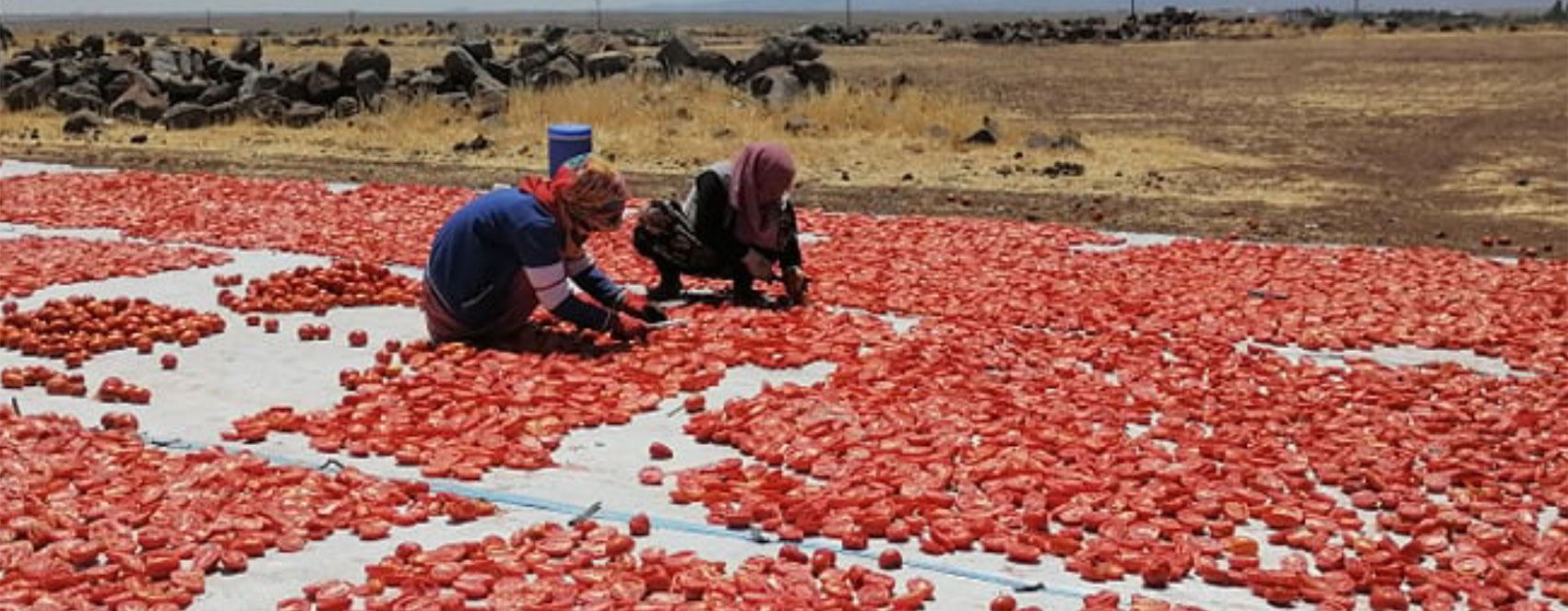FOTO – Diyarbakır’da sebze kurutma sezonu başladı