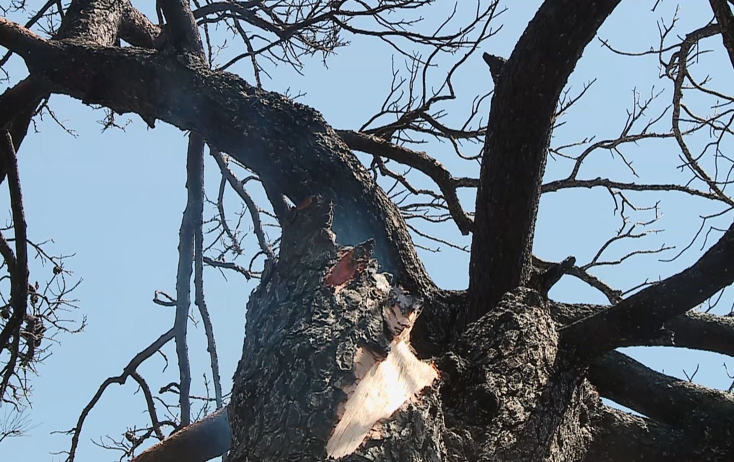 Li Duhokê darên 100 salî şewitîn