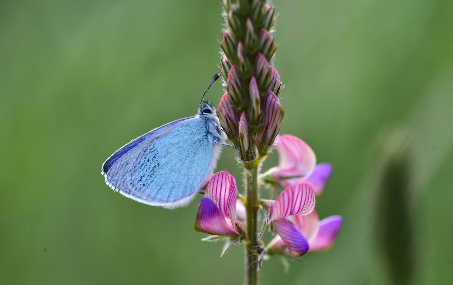 Herêma Gola Wanê mazûvaniya 230 cure perperokan dike