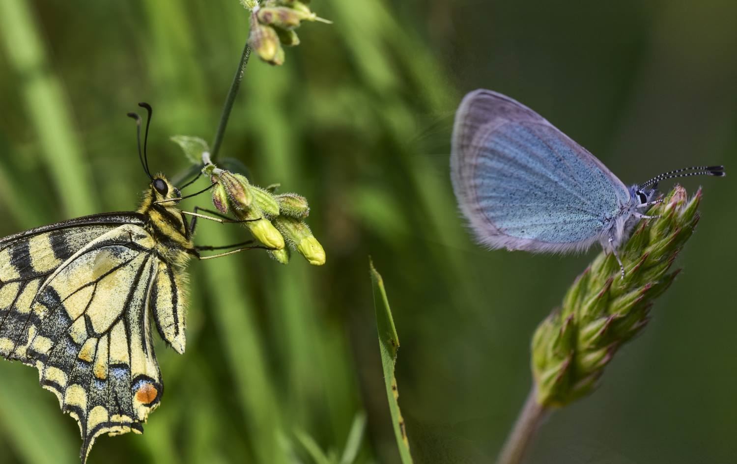 Van Gölü havzası 230 kelebek türüne ev sahipliği yapıyor