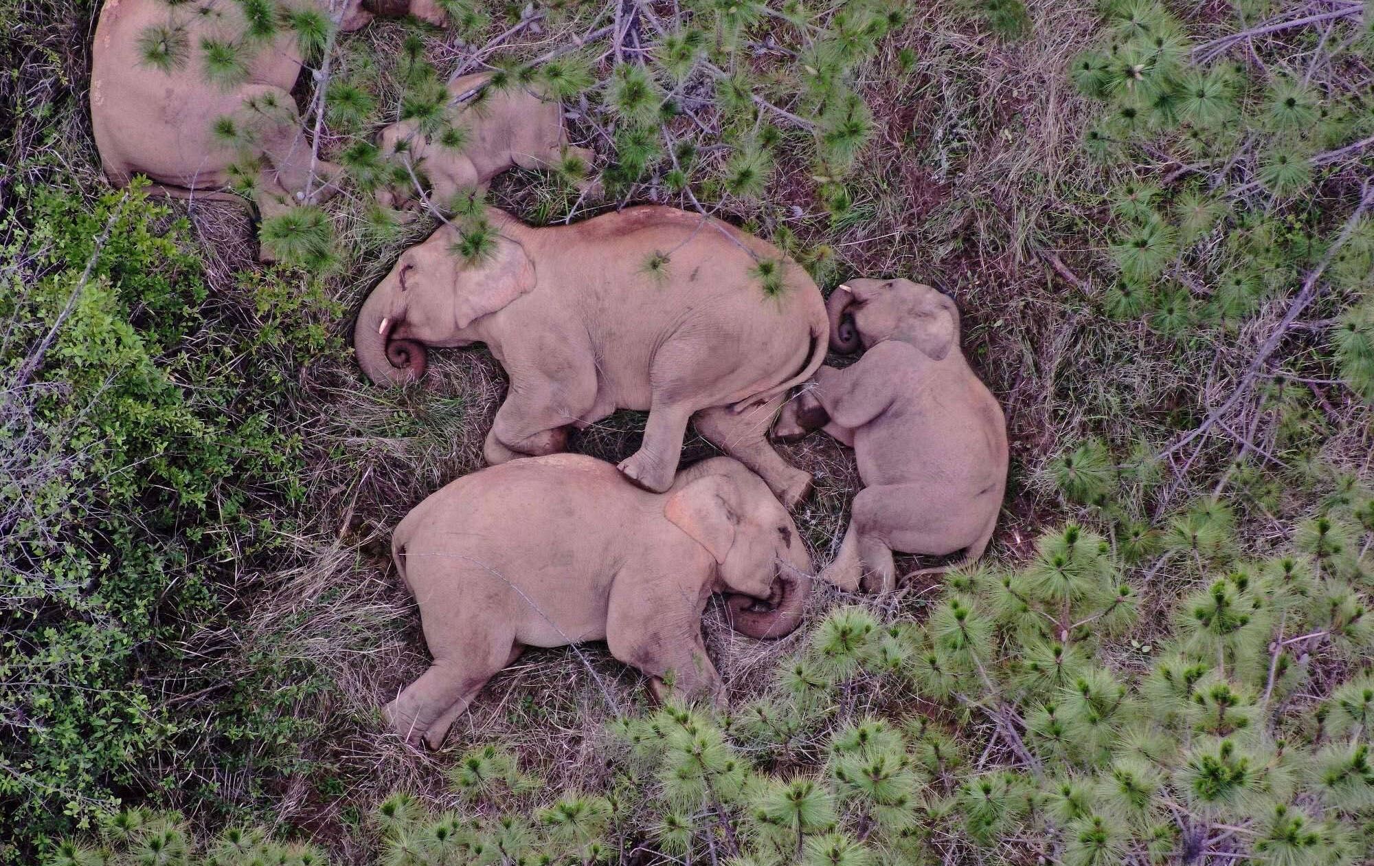 فیلە وێڵبووەکانی چین دەگەڕێنەوە ماڵەوە