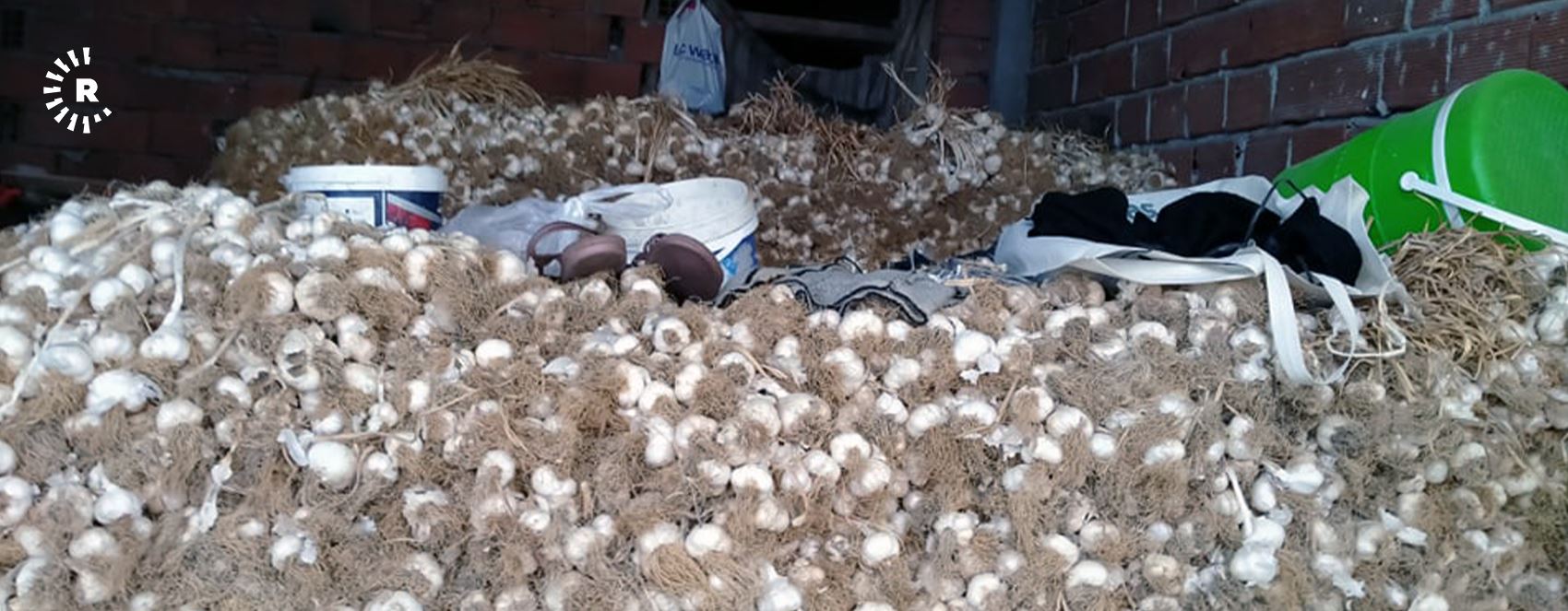 FOTO - Türkiye'nin sarımsak deposu Taşköprü’de hasat zamanı