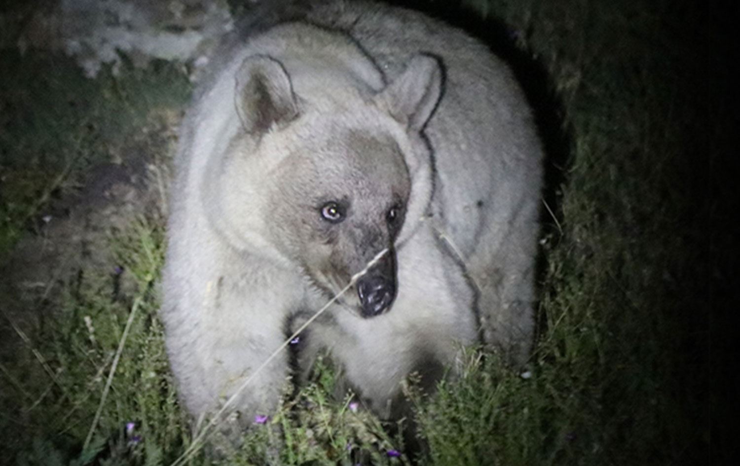 Nemrut Krater Gölü’nde kampçılar ayıları görüntüledi