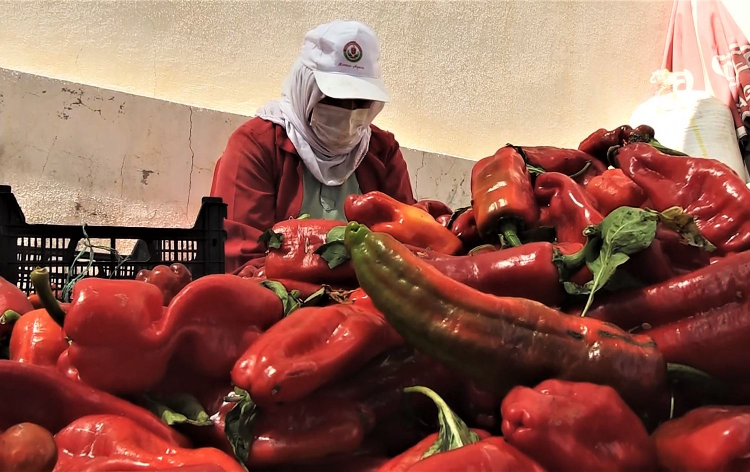 Îsotên Rihayê bi marka 'Taste Of Urfa' tên hinardekirin