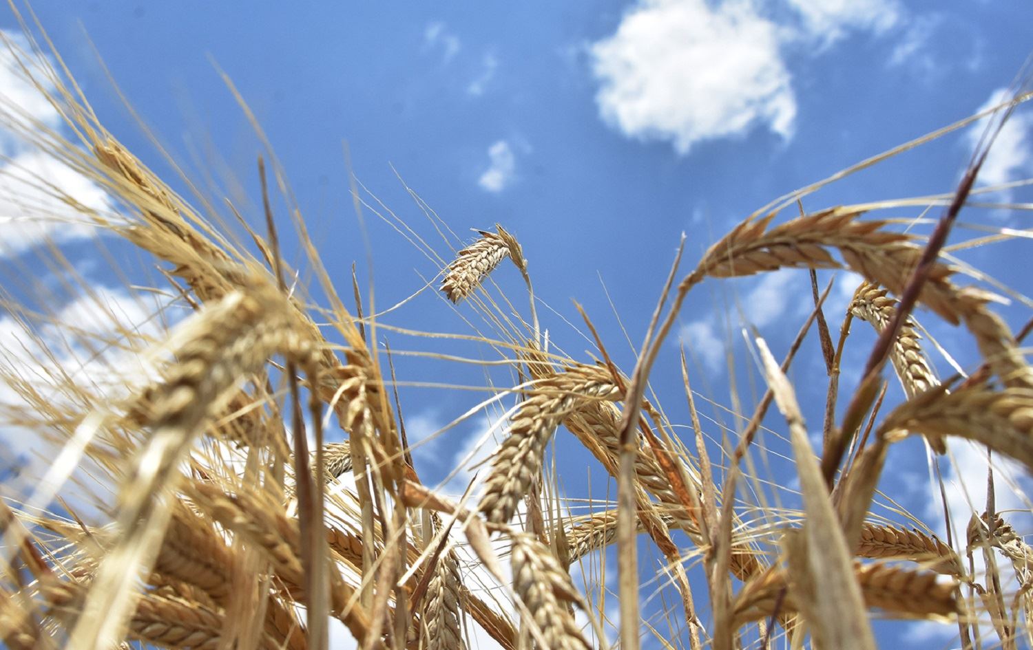 Tirkiyê ceh ji cotkarên navxwe erzan lê ji derve giran dikire