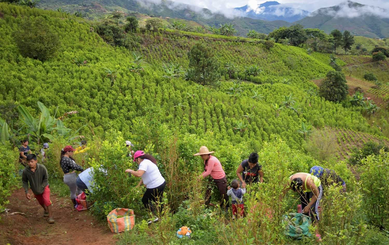 هەوڵەکانی حکومەتی کۆڵۆمبیا بۆ نەهێشتنی ماددەی هۆشبەر شکست دەهێنن