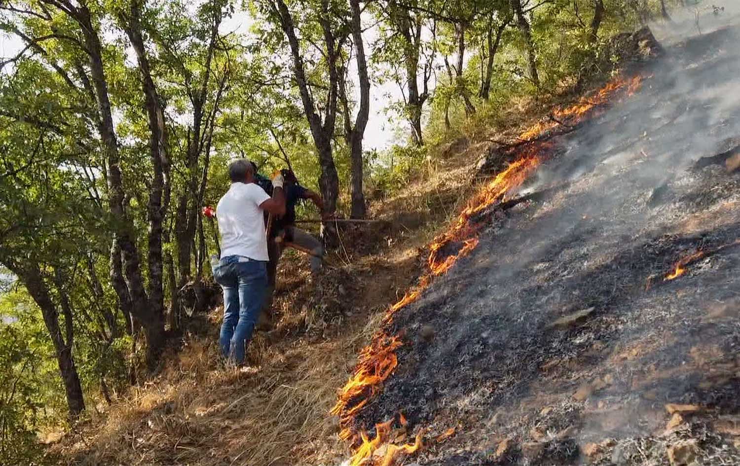 دارستانەکانی بەدلیس، چەولیگ و دێرسم دەسووتێن