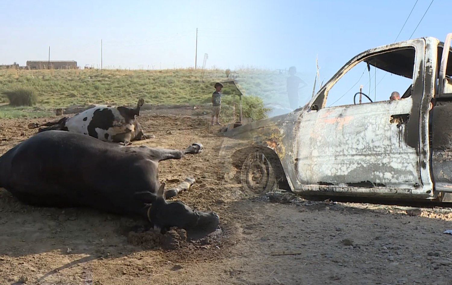 لە کەرکووک داعش هێرشدەکاتە سەر گوندێک؛ 25 مانگا و 7 مەڕ و بزن کوژراون