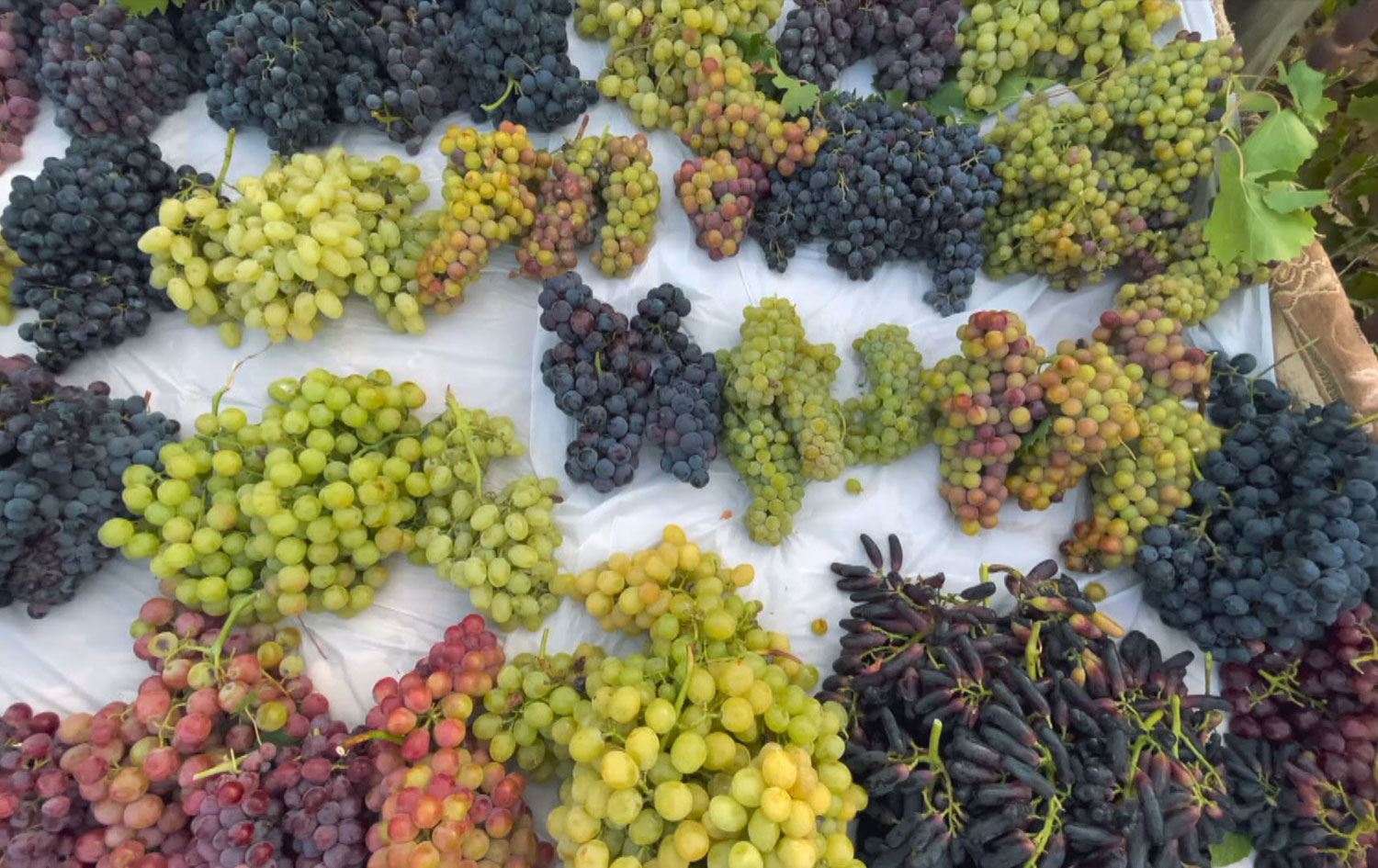 جووتیارێک لە دۆڵی ئاکۆیان نزیکەی 70 جۆر ترێ بەرهەمدەهێنێت