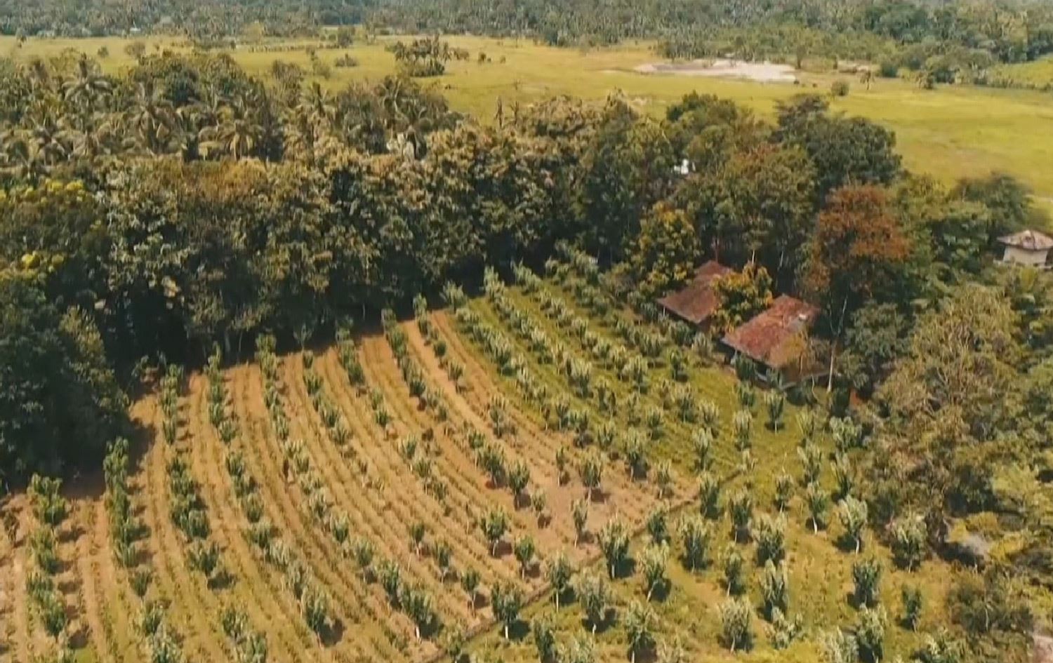 بڕیارێکی حکومەتی سریلانکا بەرهەمهێنەرانی چا نیگەران دەکات