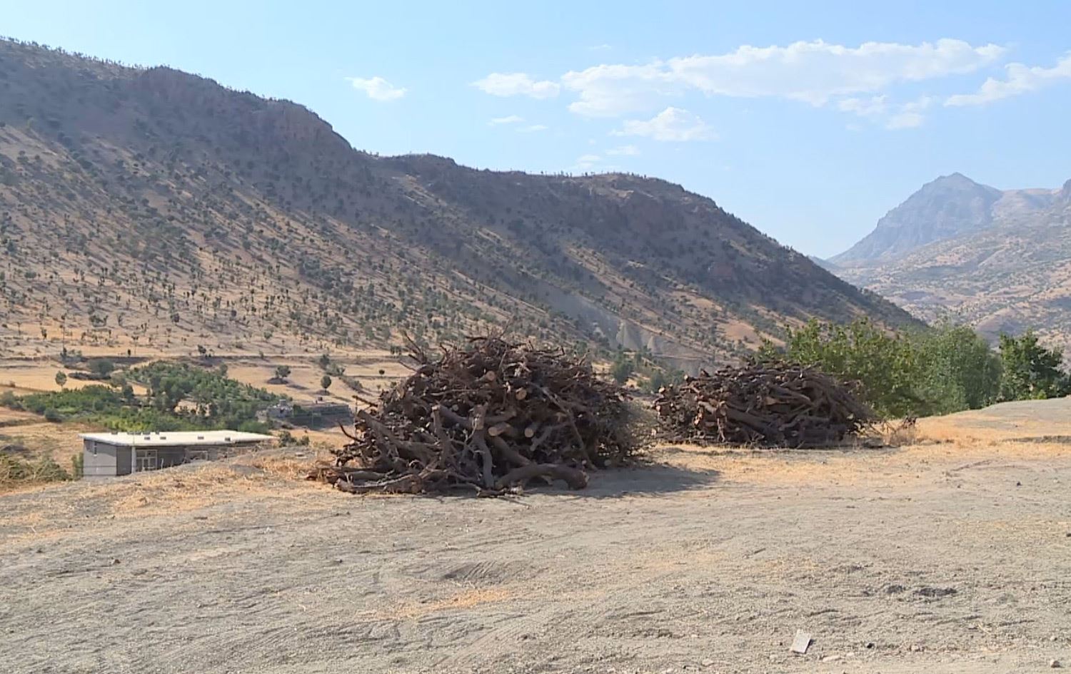 چەند کەسێک بۆ دروستکردنی باخێک لە باڵەکایەتی؛ هەرچی داری خۆڕسکە دەیبڕنەوە