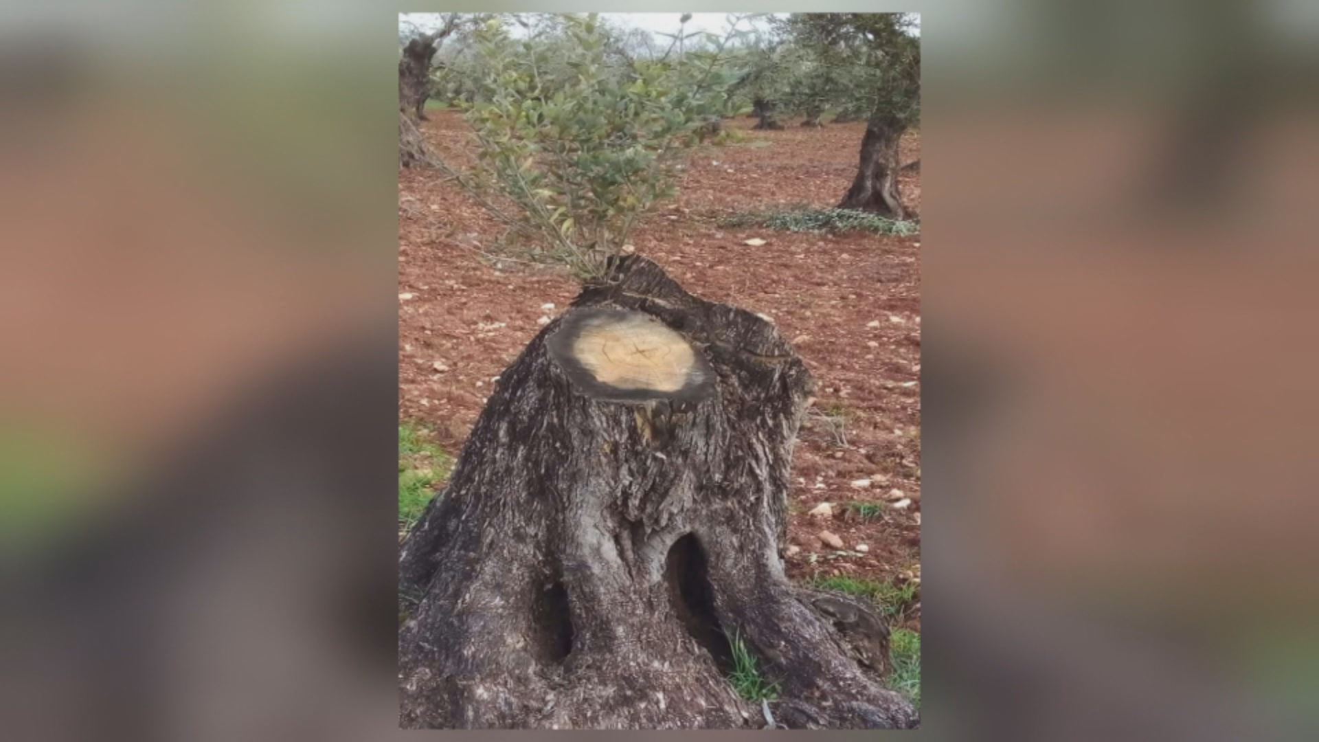 Endezyarê Kurd: Li Efrînê birîn û şewitandina daristanan ji aliyê grûpên terorîst ve berdewam e