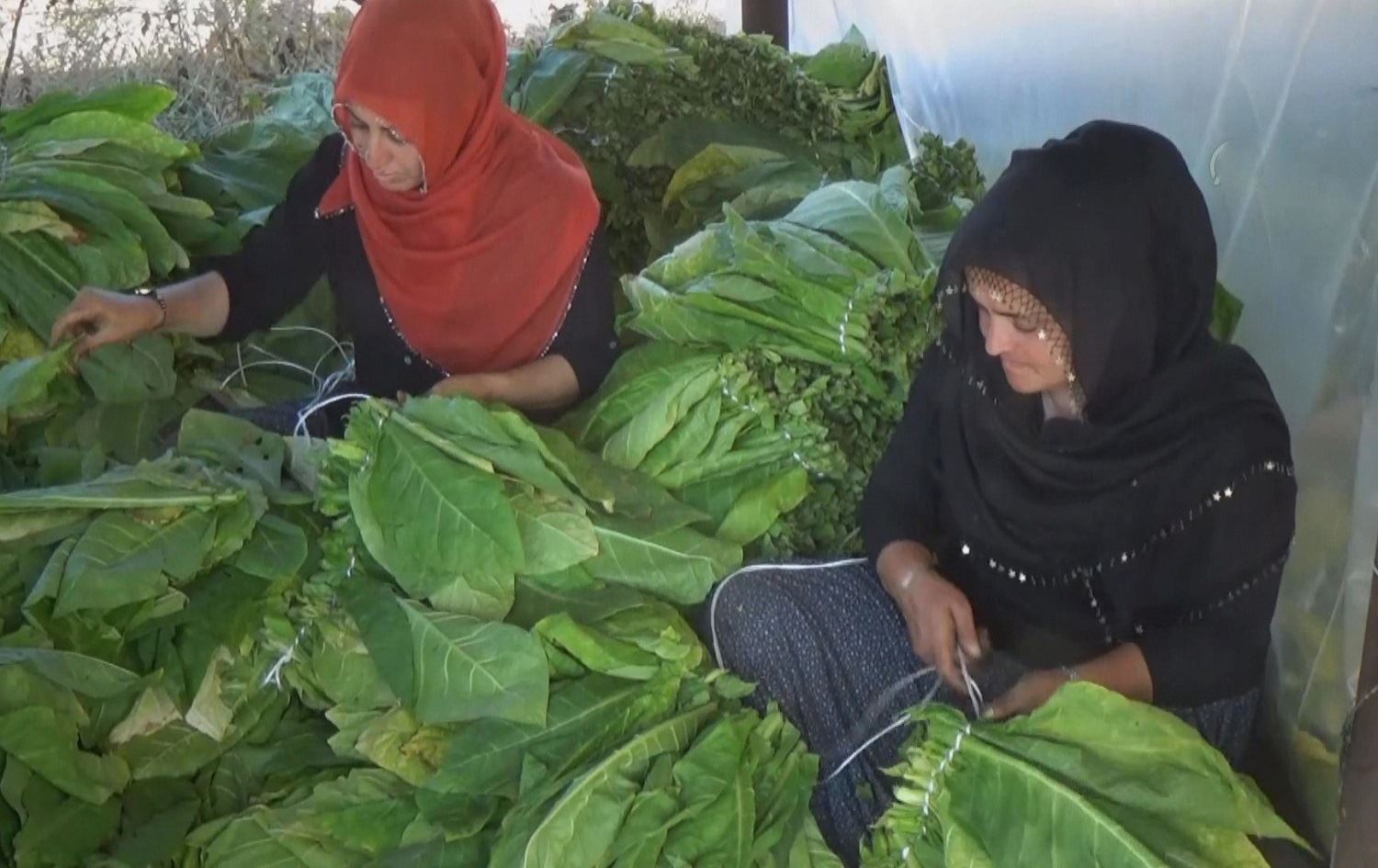 Li Mûşê tûtina Virginia tê berhemanîn