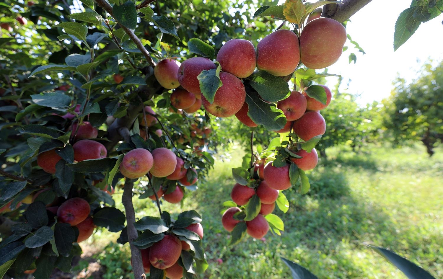 Bi qasî 40 tonan sêvên Îdirê dê bên berhevkirin