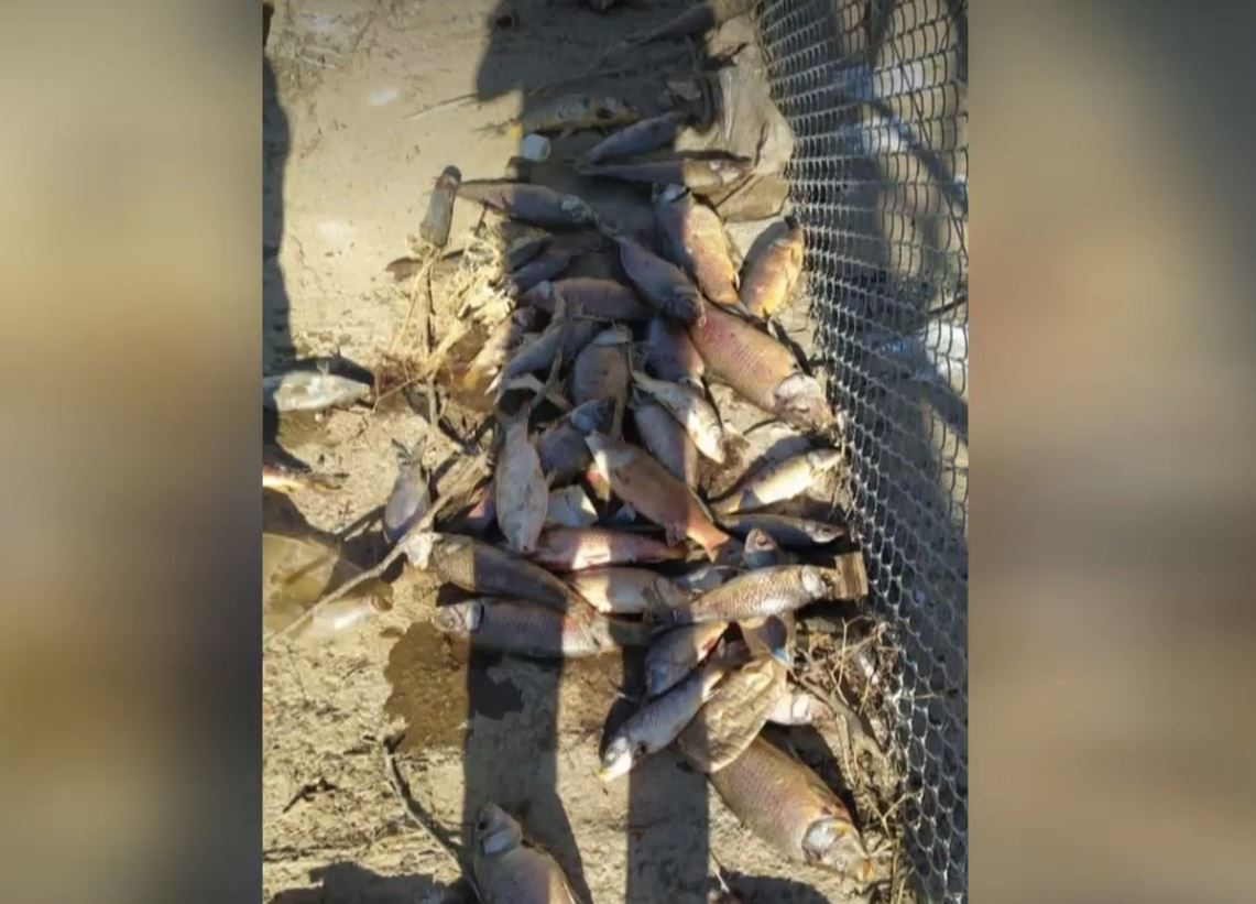 Li Geliyê Zîlan mirina masiyan zêde bûye