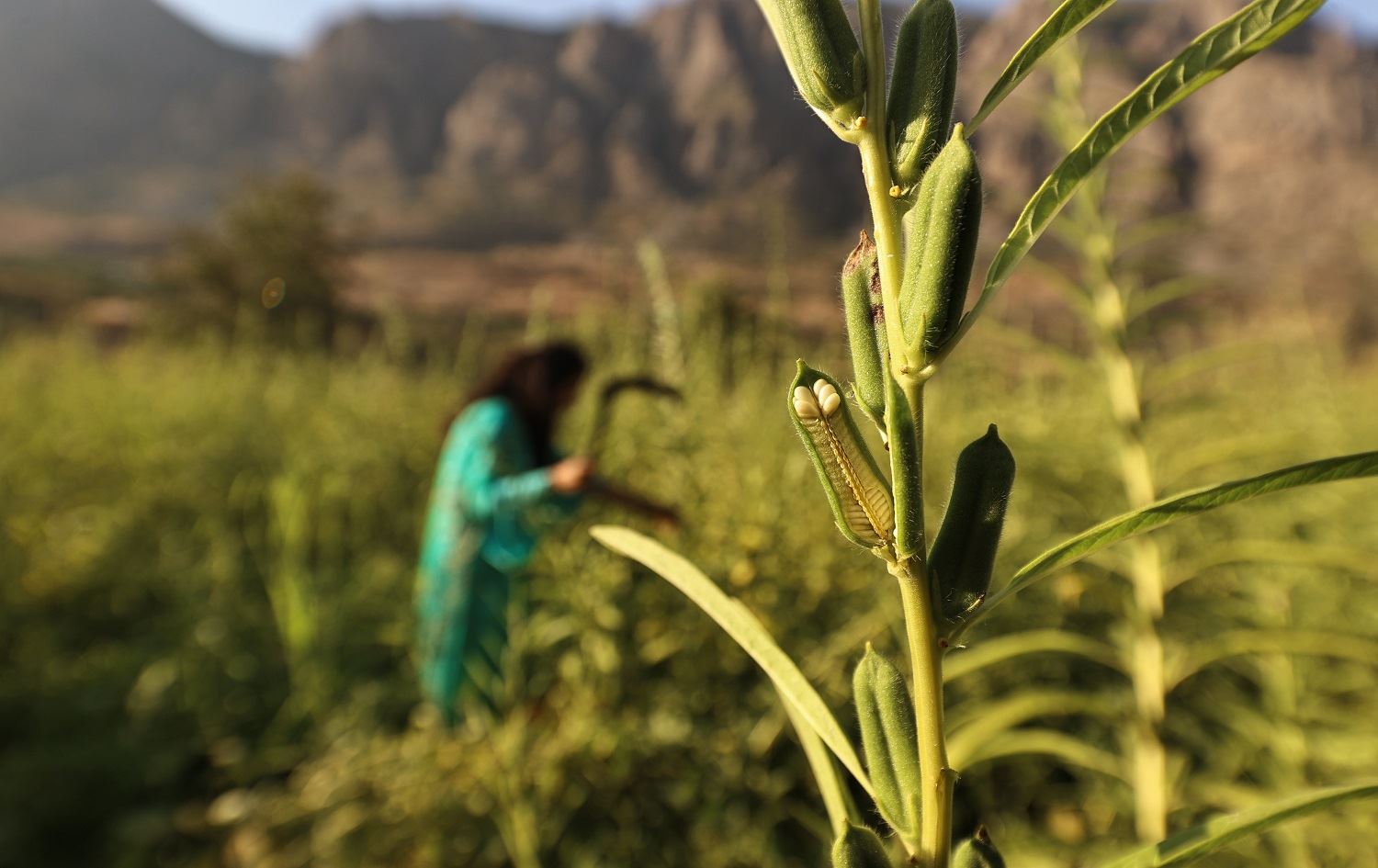 Li Çelê dest bi çinîna berhemê kunciyan hat kirin