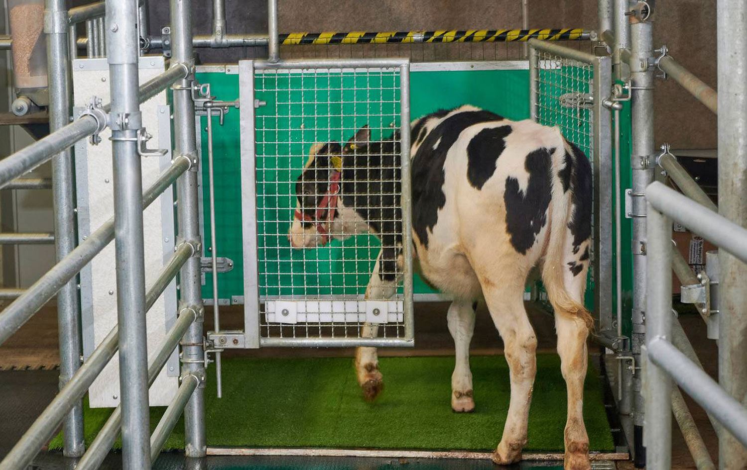 Bilim adamları ineklere tuvalete gitmeyi öğretti