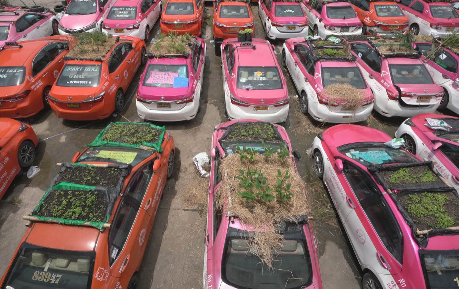 بەهۆی بێکارییەوە، شۆفێرانی تاکسی لە تایلاند دەبنە سەوزەفرۆش