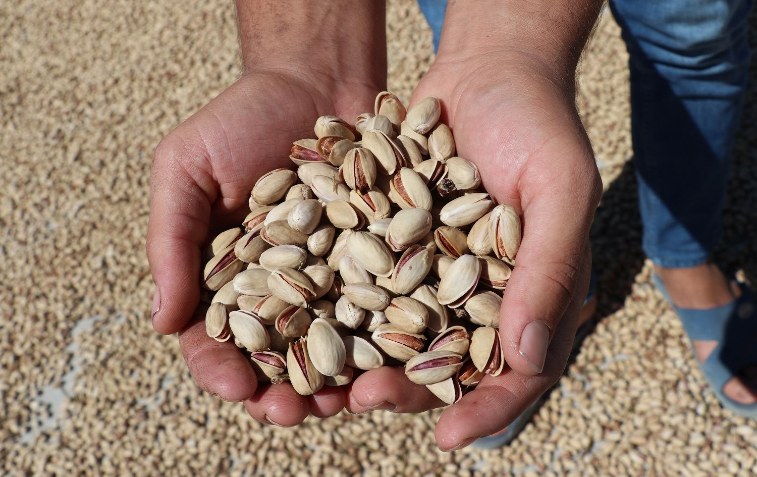 Li Êlihê demsala çinîna fistiqan destpê kir