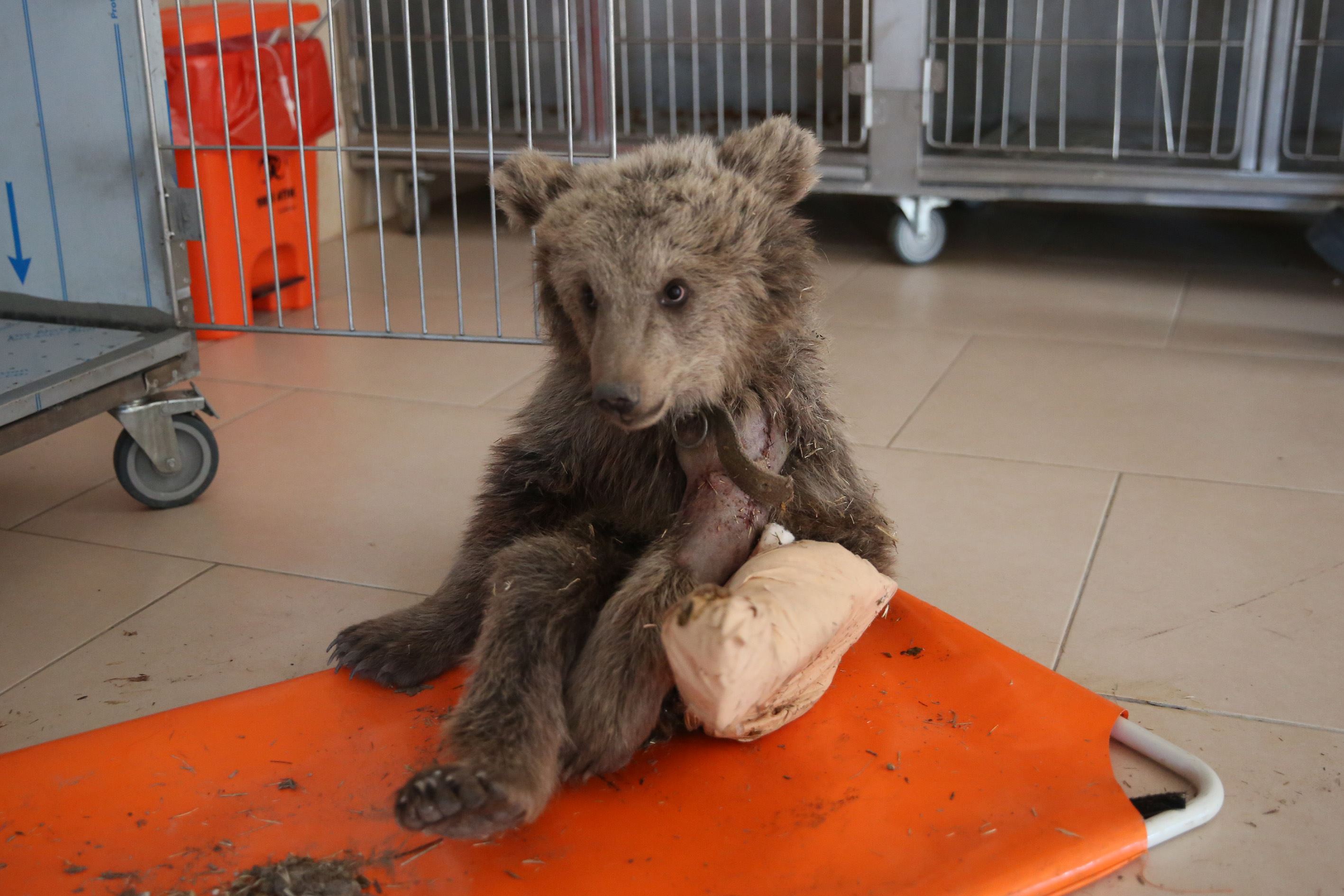 Hirça du lingên wî şikestî li Xarpêtê hat dermankirin