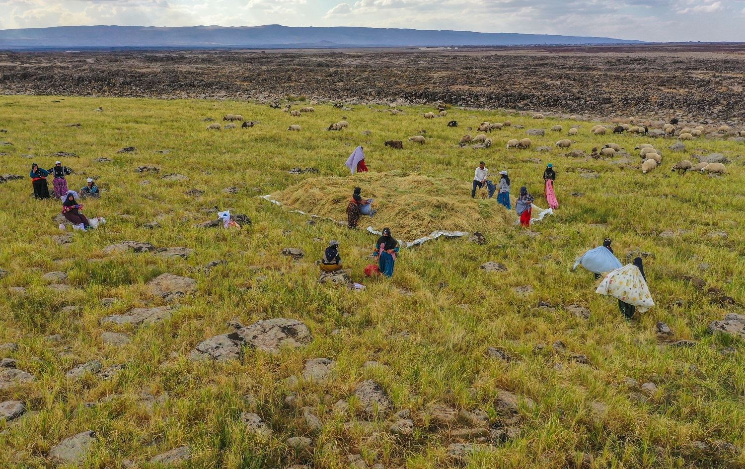 Li Qerecdaxê werza çinîna birinc destpê kir