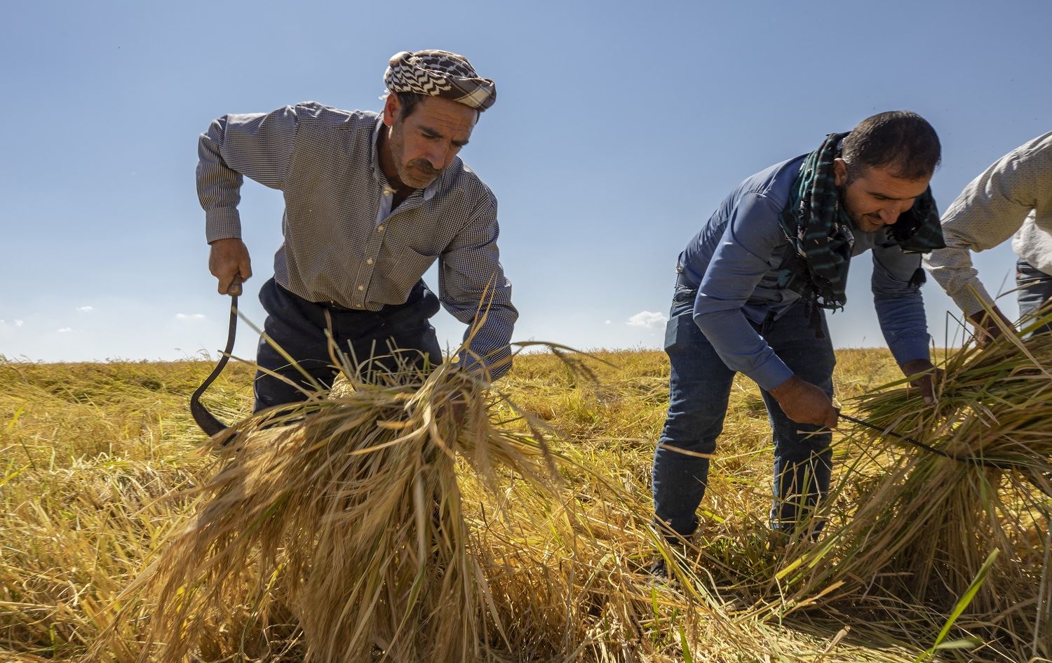 Werza dirûna birincê Qerejdaxê dest pê kir