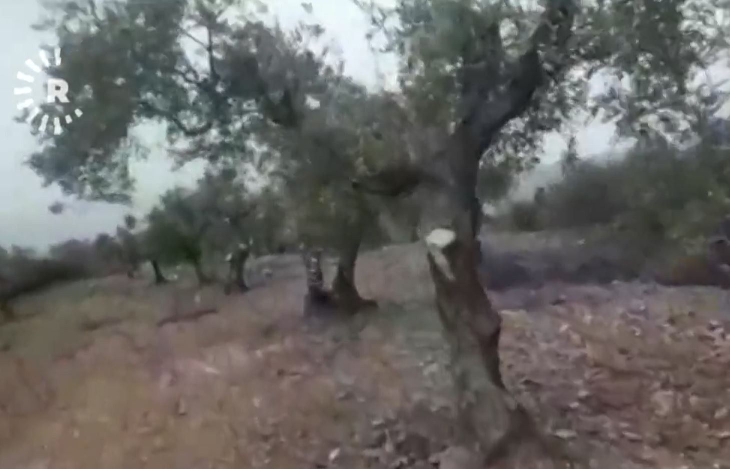 Li Efrînê çekdaran 17 hezar darên zeytûnan jinav birin